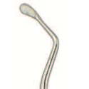 Curette double MILLER-COLBURN 4